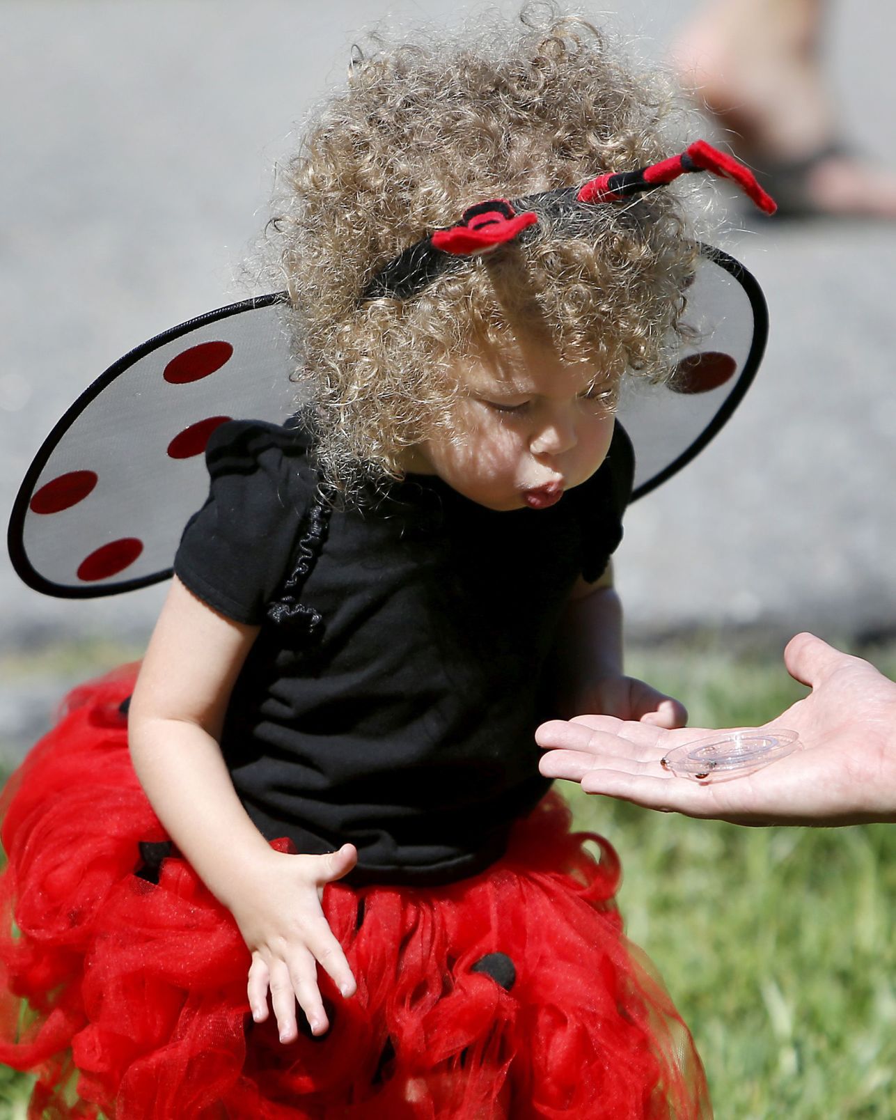 Curly-haired ladybug Magnolia